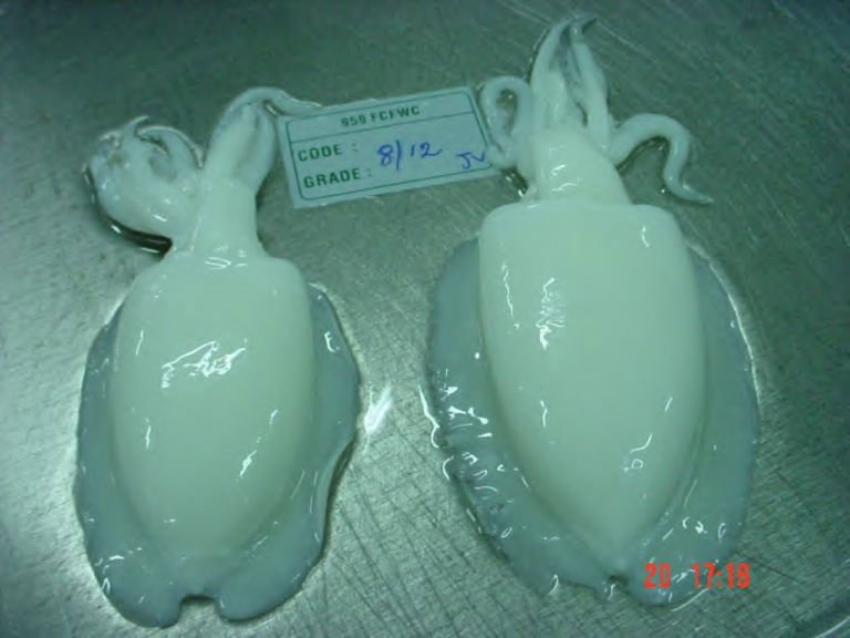  FROZEN   CUTTLEFISH   WHOLE  ROUND