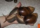 Giant African land snail,Brown garden snail (Helix aspersa),Glass snail ,Edible snail,,Amber snail,,