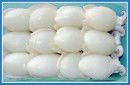 FROZEN BABY CUTTLEFISH WHOLE CLEAN WINGS ON