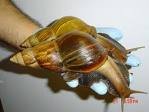 GIANT SNAILS,Brown garden snail (Helix aspersa) Edible snail Giant African land snail Helicaron snai
