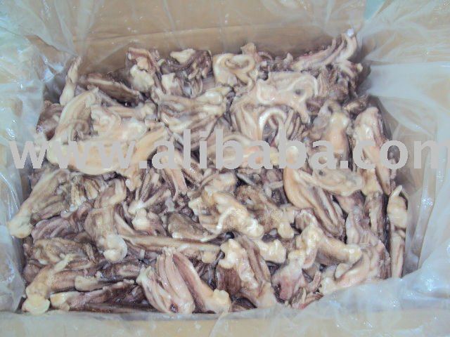 head of squid