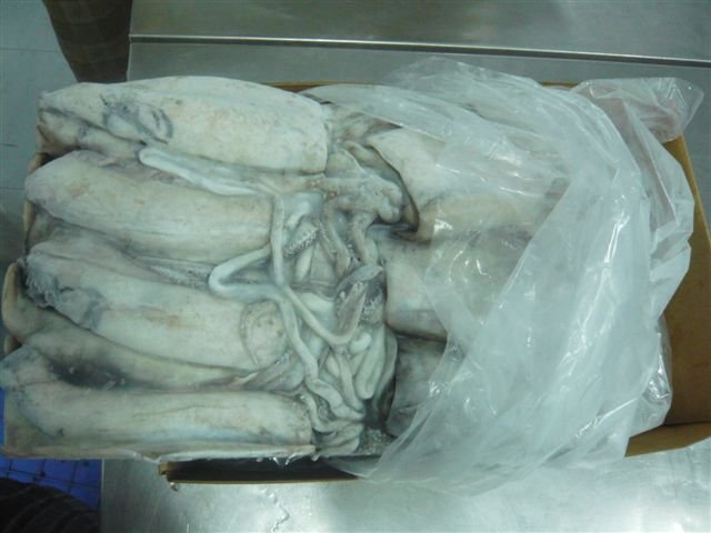 Frozen  whole   round   CuttleFish 