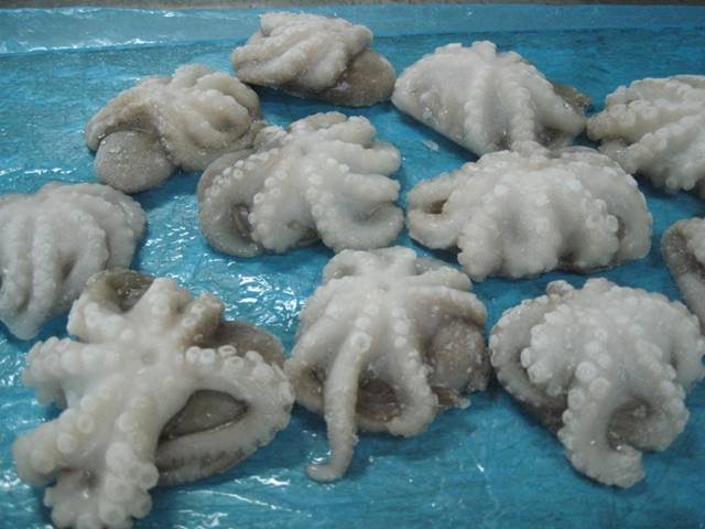 octopus