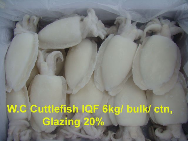 Frozen Big Cuttlefish