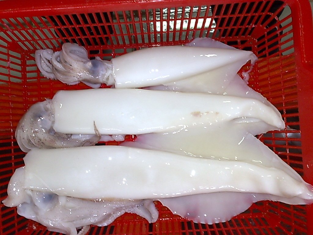  whole  clean  squid 