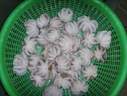 IQF Frozen Whole Cleaned Baby Octopus
