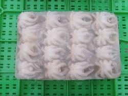 Block Frozen Whole  Clean ed  Baby   Octopus 
