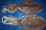 CUTTLEFISH