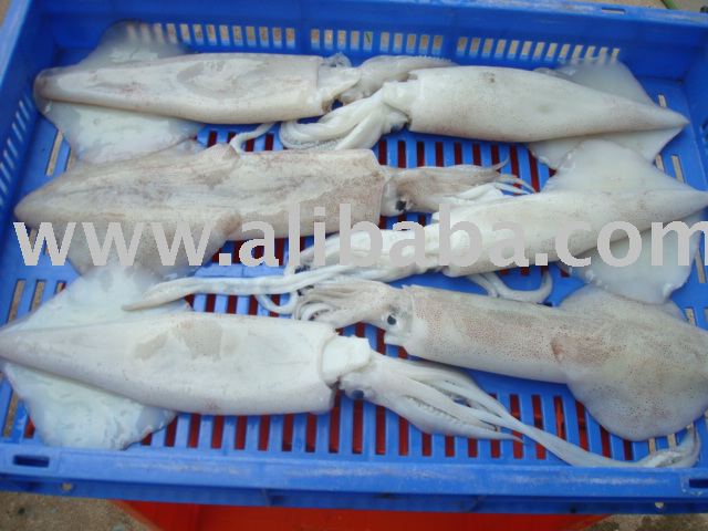FROZEN SQUID WHOLE,India Intergold price supplier - 21food