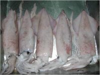Squid