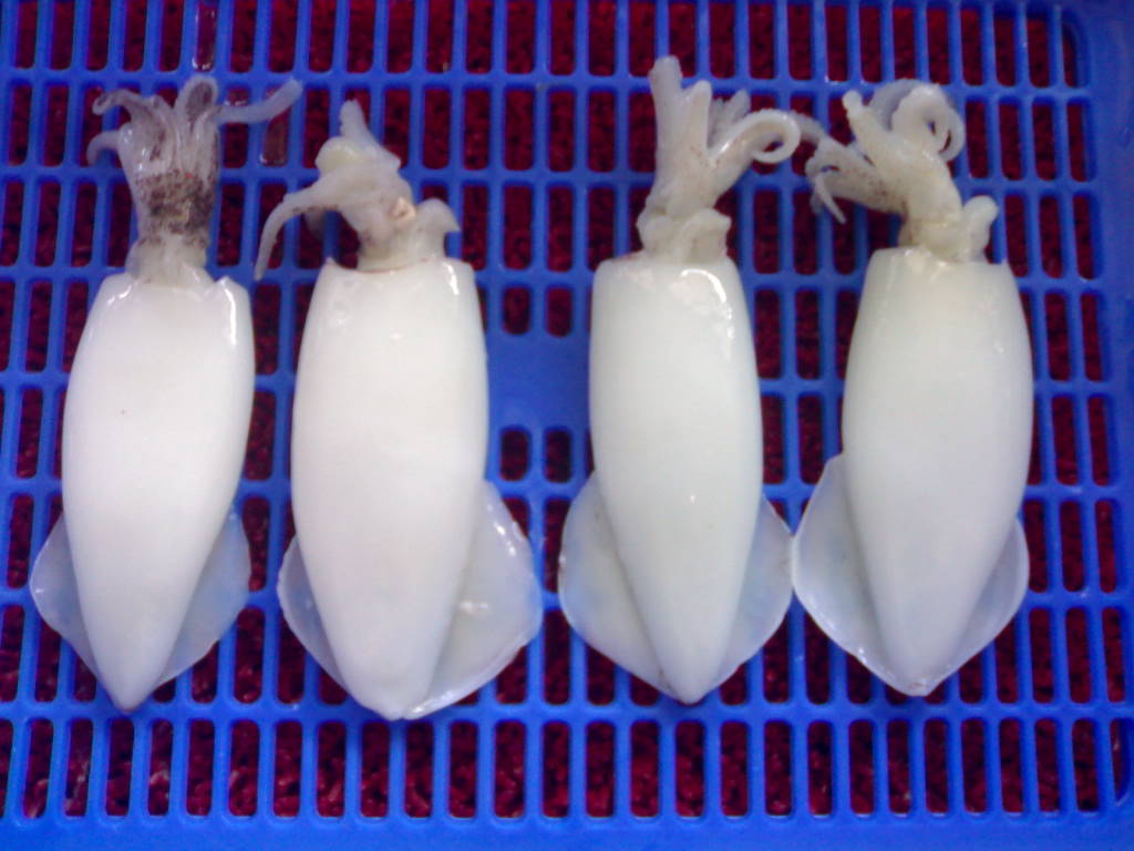 Squid Whole Cleaned,India price supplier - 21food