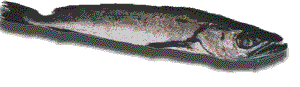 Loco, Chilean Abalone