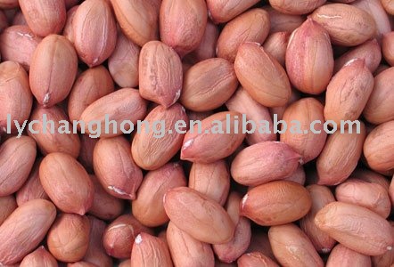 peanut kernel of the season