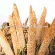 Hybrid Millet Seeds