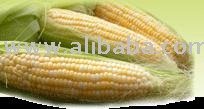 MAIZE
