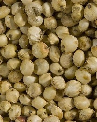 Sorghum Grain