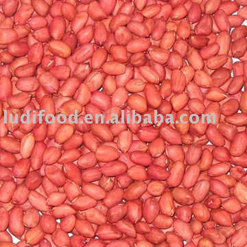 Chinese red skin  peanut kernels