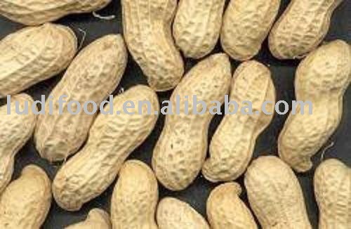 raw peanut in shell