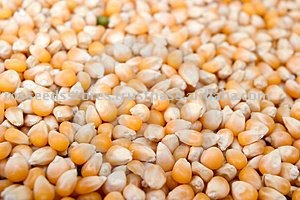 CORN SEEDS