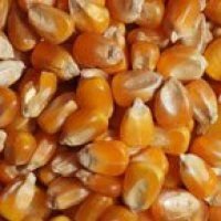 Yellow corn