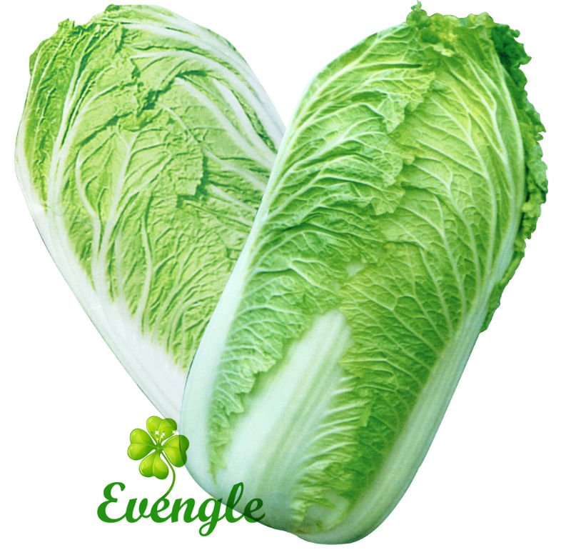 Fresh Chinese Cabbage/Top Quality/Organic
