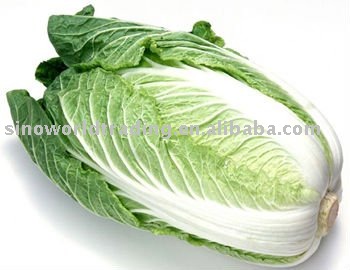 fresh Chinese cabbage