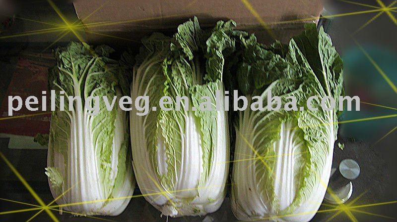 2011fresh chinese green big cabbage