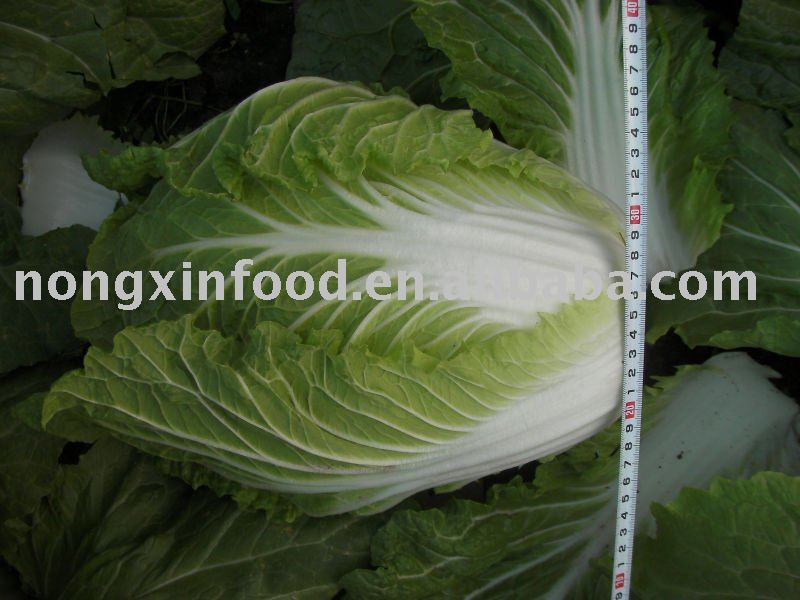 Fresh  chinese cabbage
