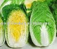 Fresh Chinese Cabbage