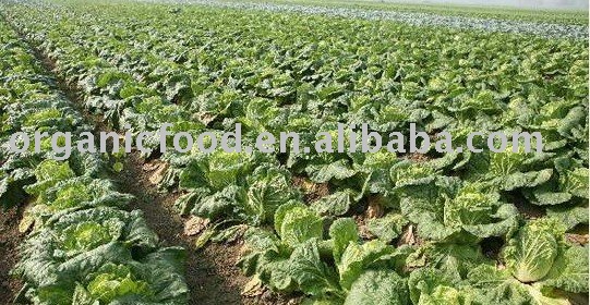 Fresh Chinese cabbage