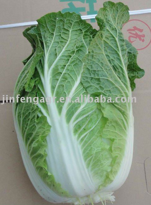 chinese cabbage