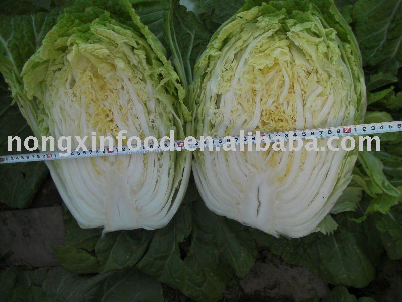 FRESH CHINESE CABBAGE