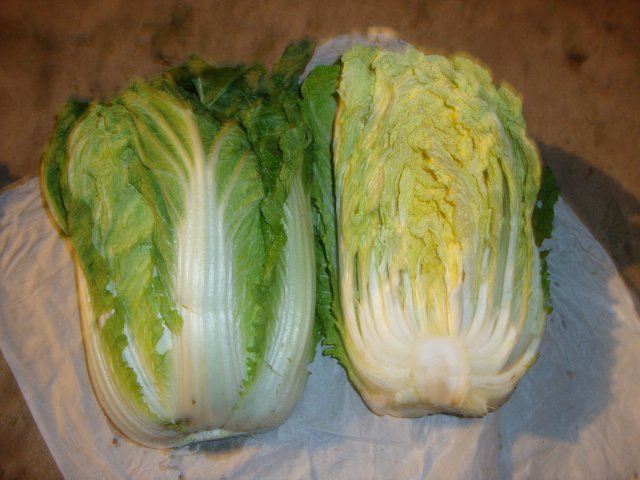 chinese cabbages
