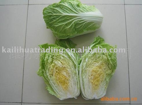  Fresh   Chinese  Cabbage