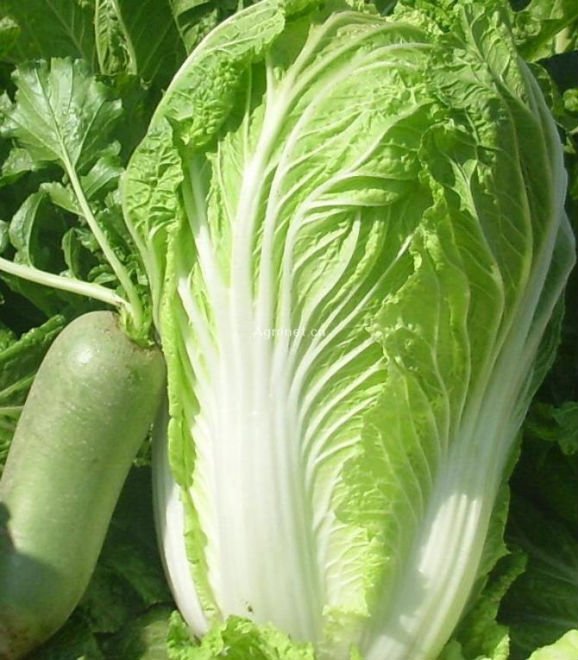 fresh Chinese cabbage