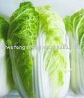 chinese cabbage