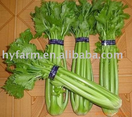 fresh Shanghai qing vegetable,China Han Lu price supplier - 21food