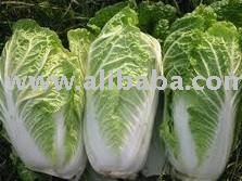 FRESH Chinese Cabbage VEGETABLES