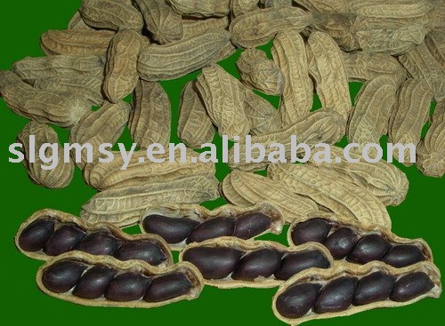 black Peanuts Fresh Hot sale