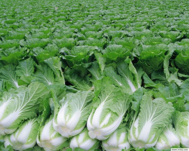 Chinese great cabbage