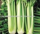 fresh celery