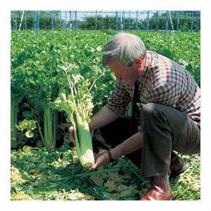 Fresh Celery for Sale(100% Top Quality),Spinach,Onion,Garlic,Leeks,Tomatoes,Cabbage,Lettuce,Radish,