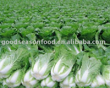 chinese cabbage