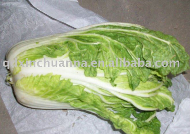 Chinese cabbage fresh