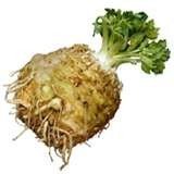fresh vegetables: CELERIAC