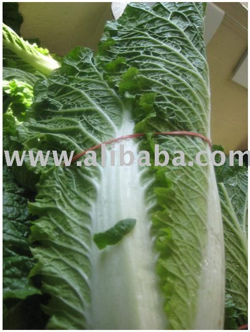 CELERY CABBAGE