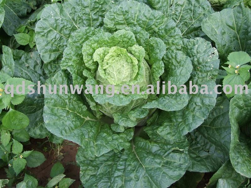 2011 fresh chinese long green cabbage