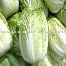 2011 fresh chinese long cabbage