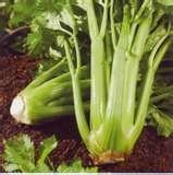 fresh vegetables: CELERY