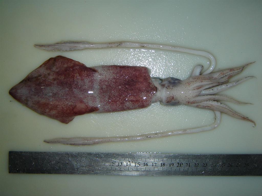Squid Whole Round